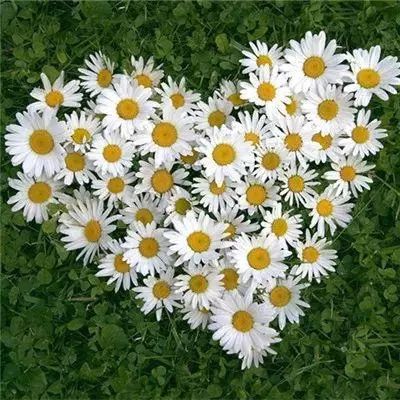 皇家88手机app下载